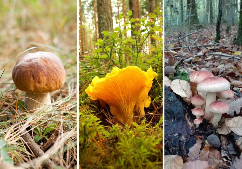 © Reine Liziecki ©CanvaPro