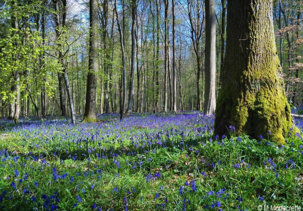 ©M Mortecrette Lyons Andelle Tourisme