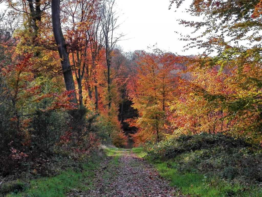 L'autome en forêt de Lyons © Reine Liseicki Lyons Andelle Tourisme
