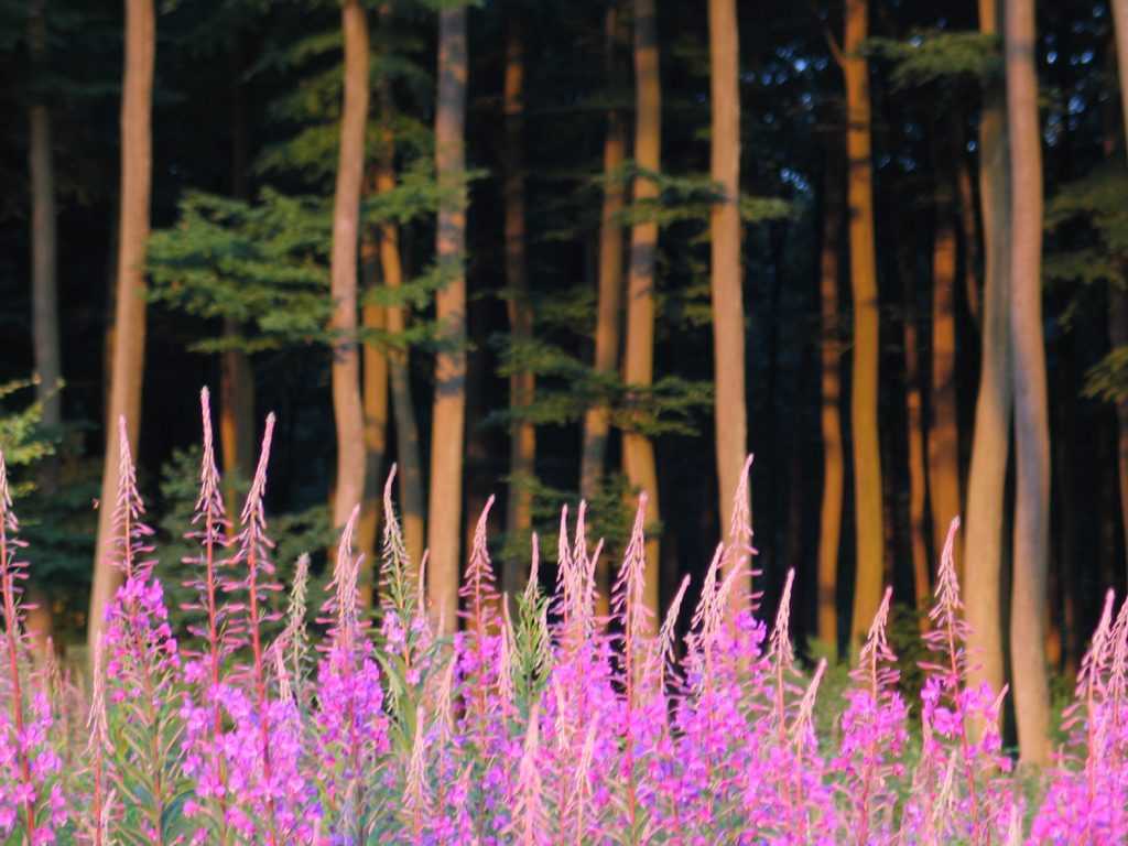 Digitales en forêt de Lyons © Mathilde Mortecrette Lyons Andelle Tourisme
